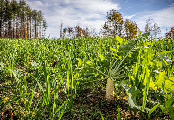 Food Plot Installation